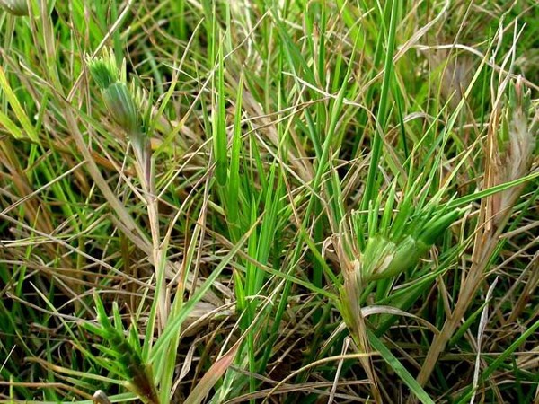 cay-hoa-du-bao-thoi-tiet cay-hoa-du-bao-thoi-tiet