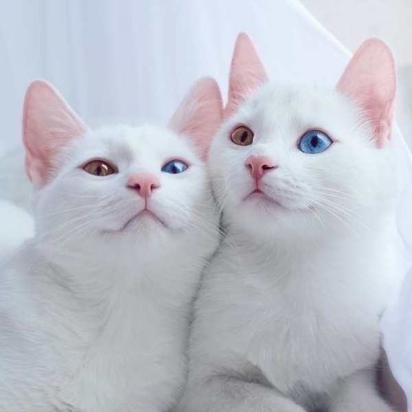 Đây đích thị là cặp mèo sinh đôi đẹp nhất thế giới đang khiến cộng ...
