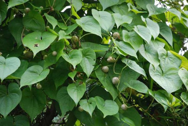 khoai-tay-ky-la khoai-tay-ky-la