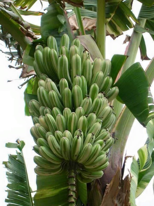 chuoi-khong-lo chuoi-khong-lo