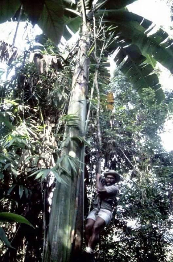 chuoi-khong-lo chuoi-khong-lo