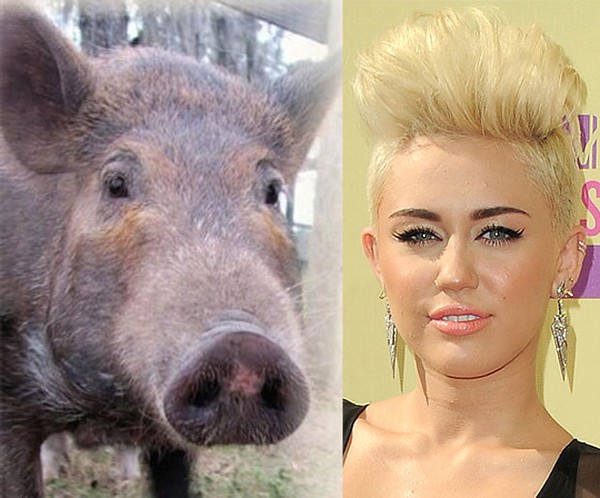 Miley Cyrus nhận quà sinh nhật là 1 chú lợn 1