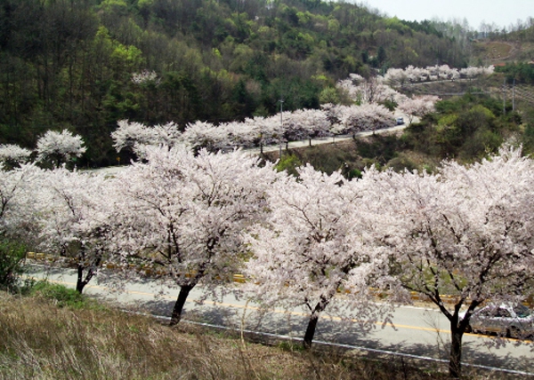 Quang cảnh tuyệt đẹp ở các địa điểm ngắm hoa anh đào tại Hàn Quốc 8