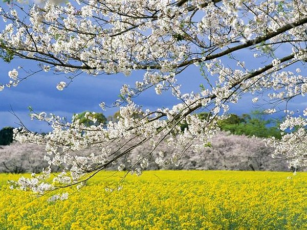 Quang cảnh tuyệt đẹp ở các địa điểm ngắm hoa anh đào tại Hàn Quốc 14