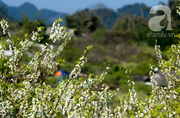 Ngây ngất sắc hoa xuân Mộc Châu 6