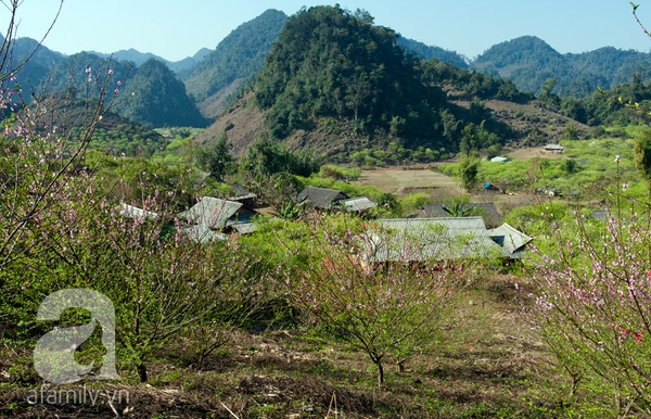 Ngây ngất sắc hoa xuân Mộc Châu 2