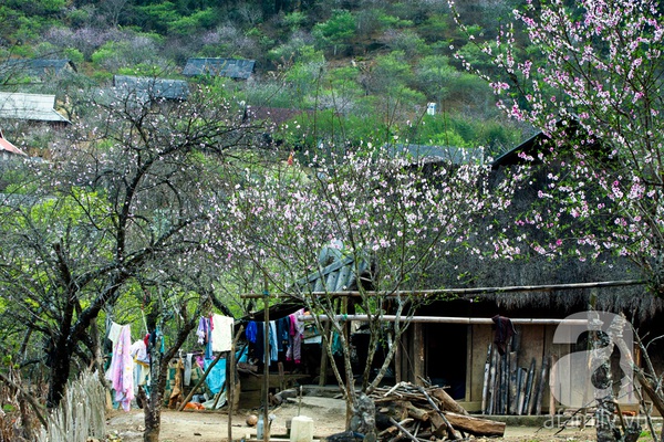 Ngây ngất sắc hoa xuân Mộc Châu 3