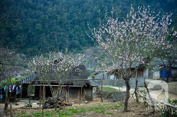 Ngây ngất sắc hoa xuân Mộc Châu 4