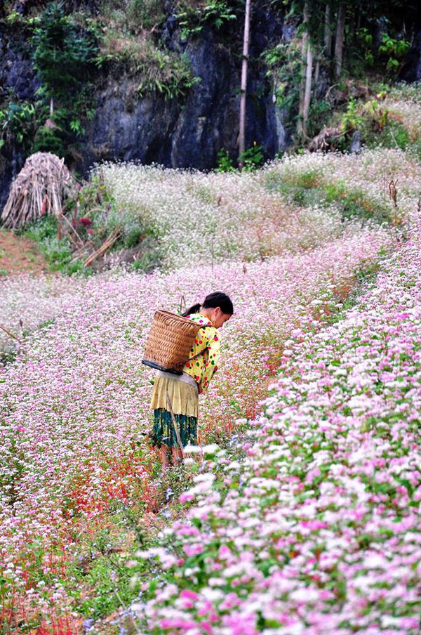 Những điểm ngắm tam giác mạch đẹp nhất ở Hà Giang 3