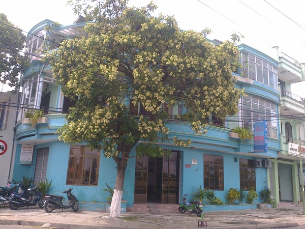 Người dân than trời, không dám mở cửa vì... hoa sữa 6 Người dân than trời, không dám mở cửa vì... hoa sữa 6