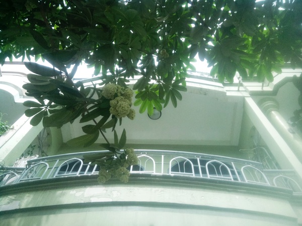 Người dân than trời, không dám mở cửa vì... hoa sữa 7 Người dân than trời, không dám mở cửa vì... hoa sữa 7