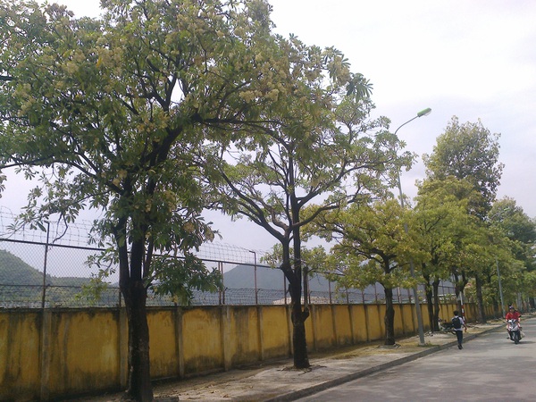 Người dân than trời, không dám mở cửa vì... hoa sữa 2 Người dân than trời, không dám mở cửa vì... hoa sữa 2