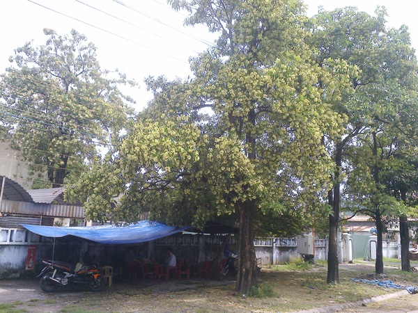 Người dân than trời, không dám mở cửa vì... hoa sữa 5 Người dân than trời, không dám mở cửa vì... hoa sữa 5