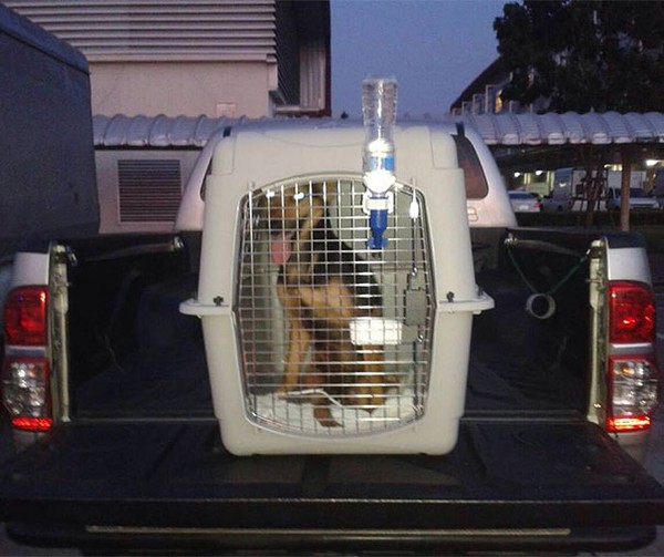 Câu chuyện cảm động về chú chó bị liệt ở Thái Lan 6