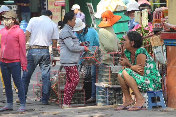 Chim phóng sinh ngày Rằm, chưa kịp tung cánh đã bị bắt lại 9