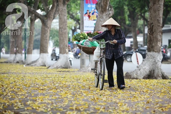 Những khoảnh khắc dung dị ngọt ngào mùa lá rơi nhuộm vàng Hà Nội