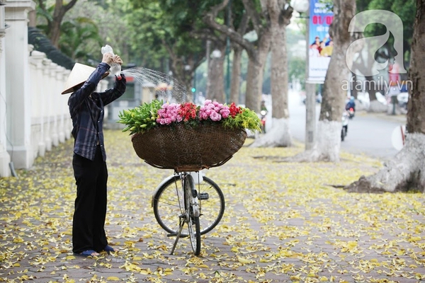 Những khoảnh khắc dung dị ngọt ngào mùa lá rơi nhuộm vàng Hà Nội