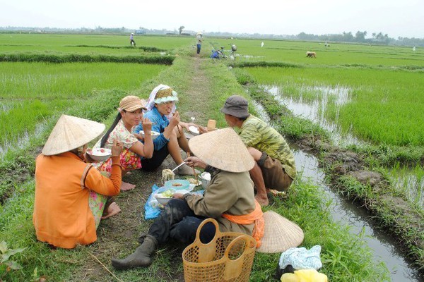 cơm trưa của người nông dân