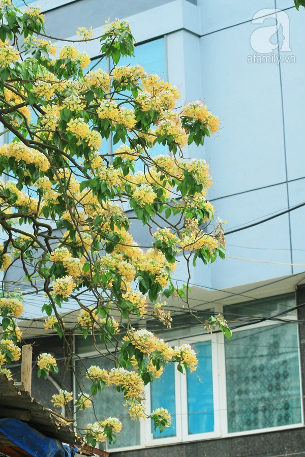 cây hoa bún 300 tuổi duy nhất ở Hà Nội cây hoa bún 300 tuổi duy nhất ở Hà Nội