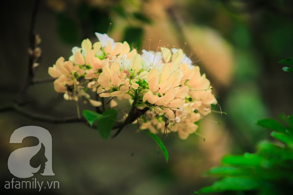 cây hoa bún 300 tuổi duy nhất ở Hà Nội