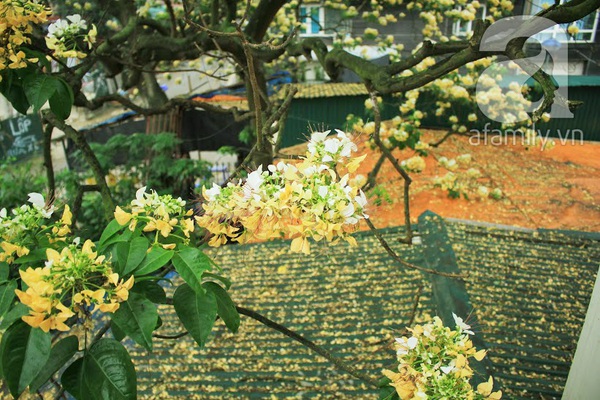 cây hoa bún 300 tuổi duy nhất ở Hà Nội