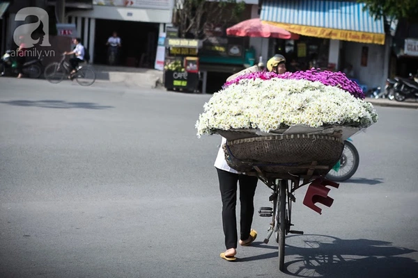 c&uacute;c họa mi