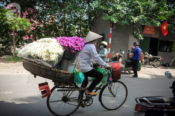 c&uacute;c họa mi