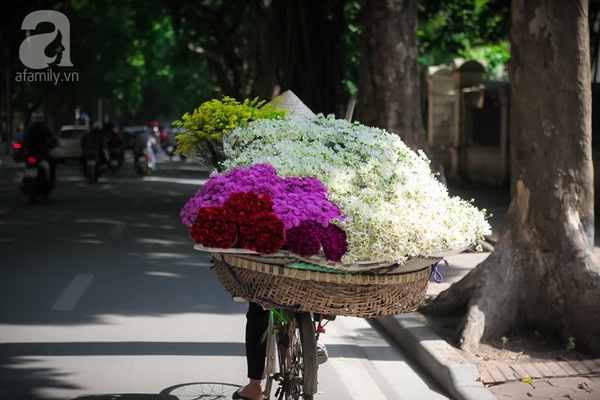 cúc họa mi