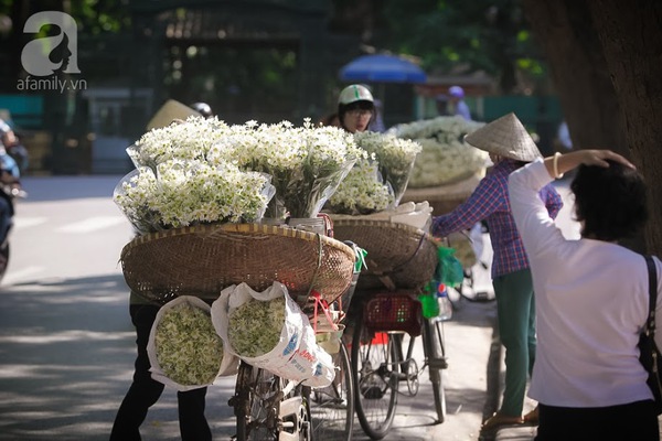 c&uacute;c họa mi