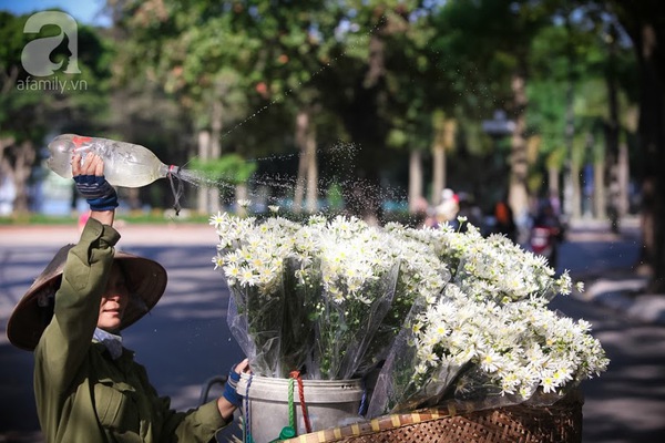 cúc họa mi