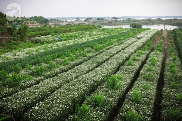 cúc họa mi