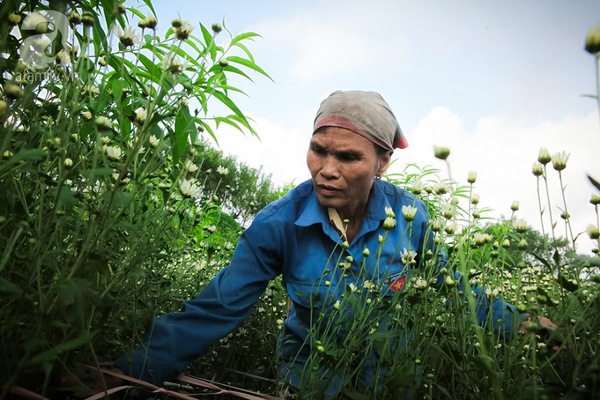 cúc họa mi