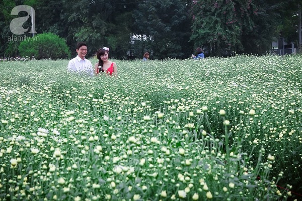 c&uacute;c họa mi