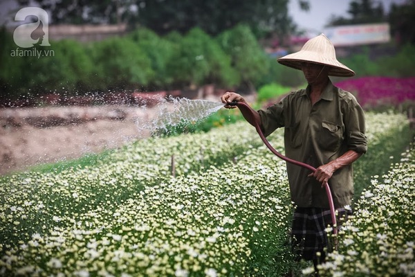 cúc họa mi