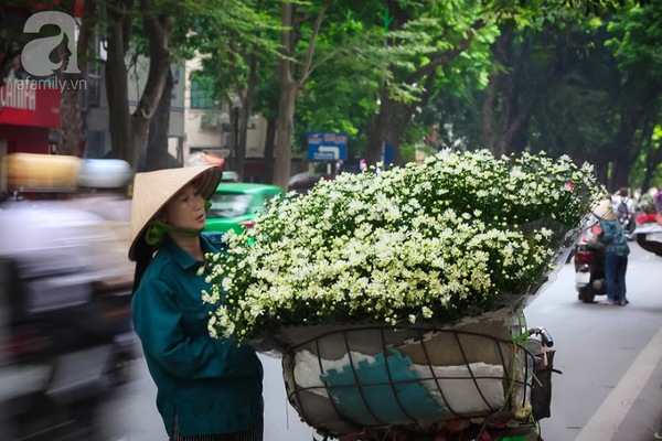 cúc họa mi