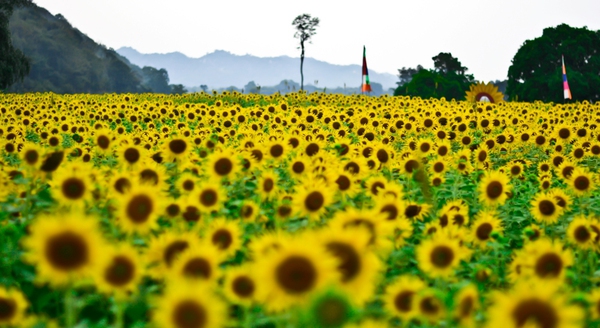 Đến Thái Lan ngắm hoa hướng dương rạng rỡ ở Lopburi 1