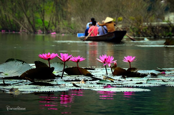 Vẻ đẹp nên thơ của suối Yến mùa hoa súng nở   6