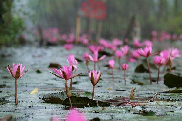 Vẻ đẹp nên thơ của suối Yến mùa hoa súng nở   7