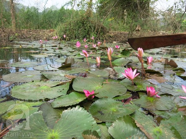 Chùa Hương mùa không lễ hội: Ngắm hoa súng giá 30 ngàn/ thuyền 4