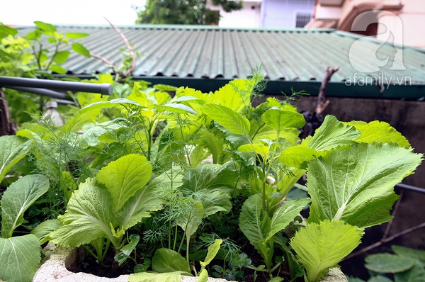 Ngắm vườn rau 40m² ở sân thượng đủ ăn cho 4 hộ gia đình ở Hà Nội 4