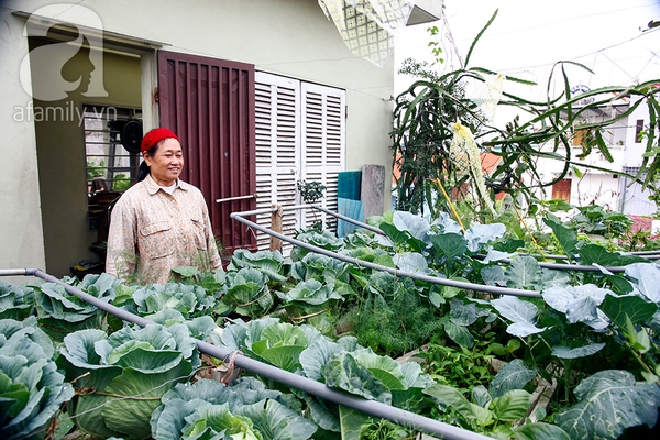 Ngắm vườn rau 40m² ở sân thượng đủ ăn cho 4 hộ gia đình ở Hà Nội 3