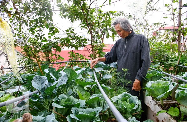 Ngắm vườn rau 40m² ở sân thượng đủ ăn cho 4 hộ gia đình ở Hà Nội 9