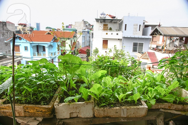 Ngắm vườn rau 40m² ở sân thượng đủ ăn cho 4 hộ gia đình ở Hà Nội 7