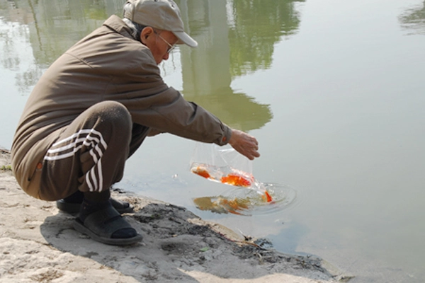 Những địa điểm thuận lợi để thả cá chép ngày ông Công ông Táo ở Hà Nội 10
