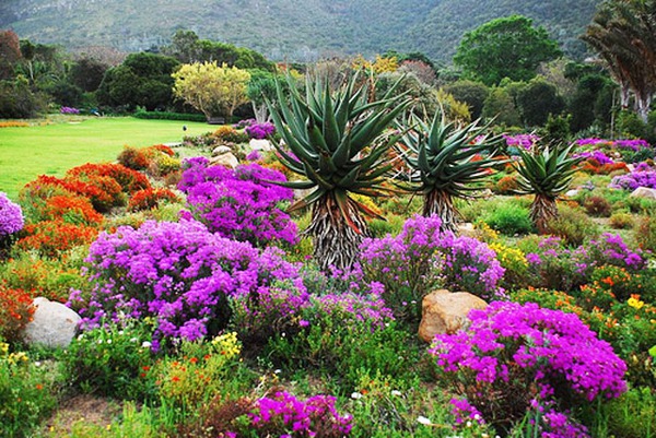 Ngắm hoa xuân ở vườn bách thảo đẹp nhất châu Phi 4