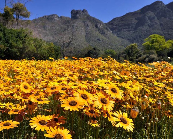 Ngắm hoa xuân ở vườn bách thảo đẹp nhất châu Phi 5