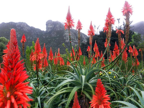 Ngắm hoa xuân ở vườn bách thảo đẹp nhất châu Phi 9