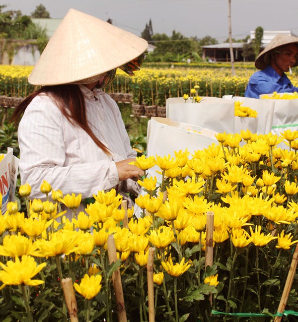 Rực rỡ sắc xuân làng hoa Tân Quy Đông 2