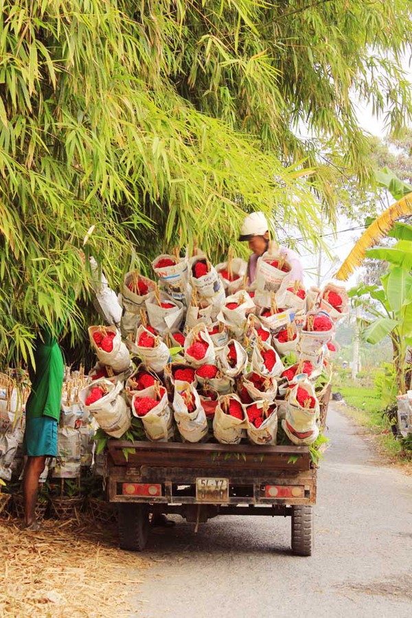 Rực rỡ sắc xuân làng hoa Tân Quy Đông 16