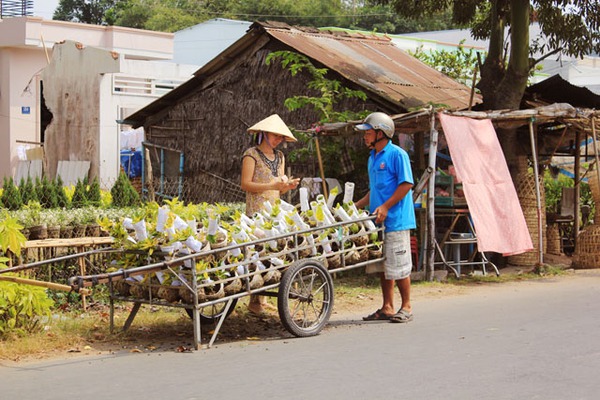 Rực rỡ sắc xuân làng hoa Tân Quy Đông 17